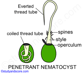 penetrant nematocyst, coiled thread tube, operculum, style, everted thread tube